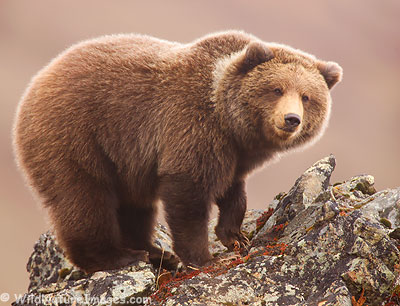 Grizzly Bear in Denali National Park, Alaska