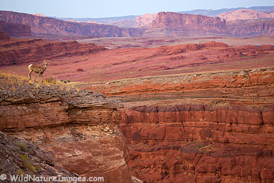 Desert Bighorn, Moab, Utah