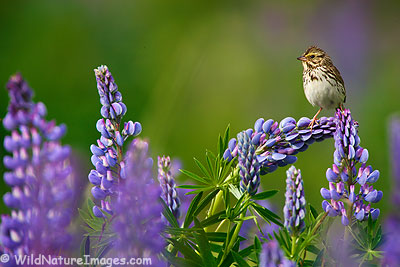 Savannah Sparrow on Lupine