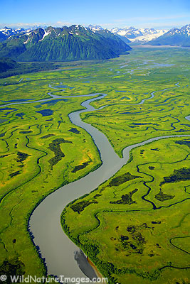 Copper River Delta Copper River Delta