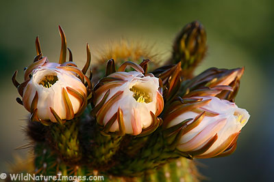 Night blooming cactus bud Night blooming cactus bud