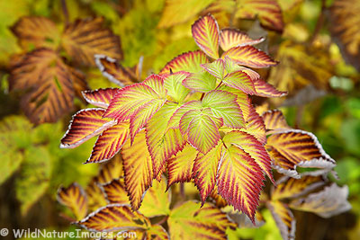 Fall leaves Fall leaves