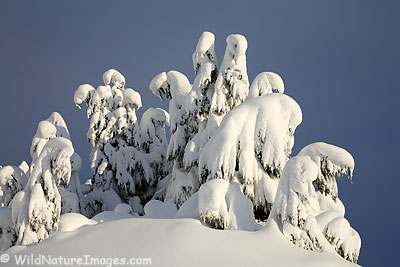 Chugach National Forest in Winter