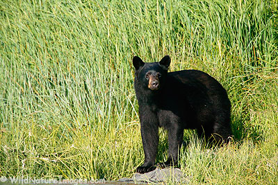 Black Bear Photo