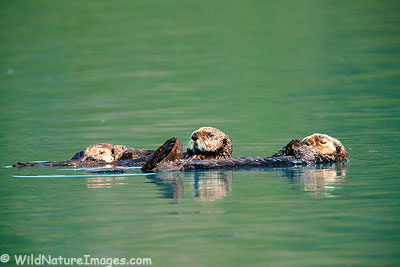 Sea Otter Family