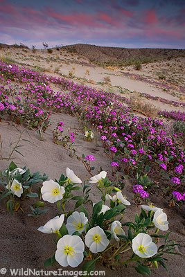 Anza Borrego Wildflowers