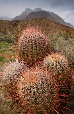 Cactus