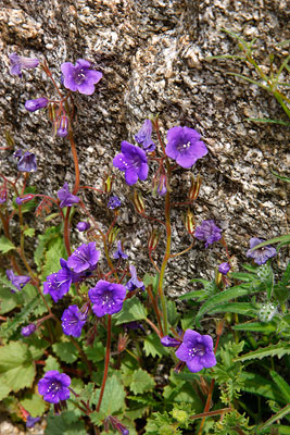 Desert Canterbury Bell Wildflowers, Anza-Borrego Desert State Park, California.