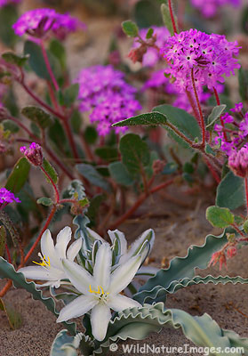 Desert Lily