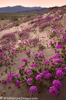 Desert Sand Verbena
