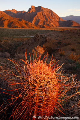 Barrel Cactus