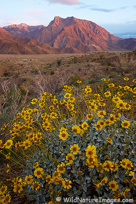 Brittlebush
