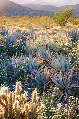 Coyote Canyon