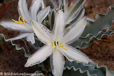 Desert Lily