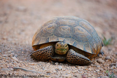 Desert Tortoise