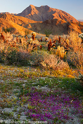Hellhole Canyon Wildflowers