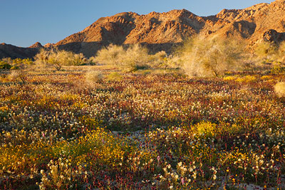 Wildflowers in Joshua Tree National Park