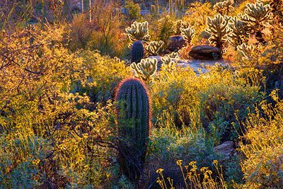 Saguaro National Park, Arizona