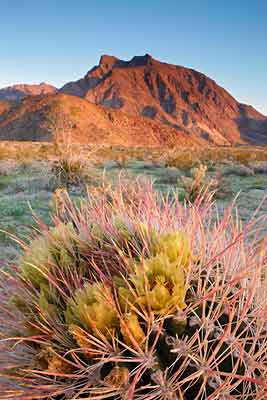 Southwestern Barrel Cactus