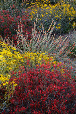 Desert Colors
