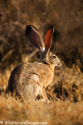 Jackrabbit
