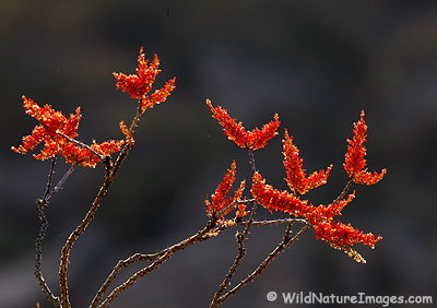 Ocotillo