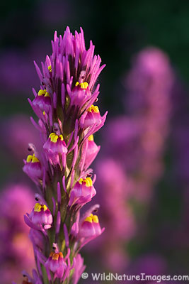 Owl’s Clover