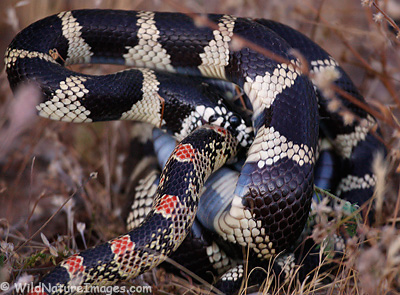 King Snake, North Eastern Kingsnake, Grey-banded Kingsn