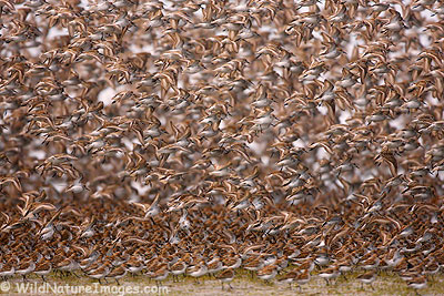 Cordova Shorebirds