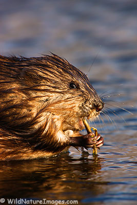 Muskrat