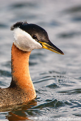 Red-necked Grebe