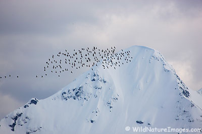 Shorebird Migration