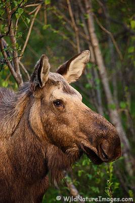Cow Moose