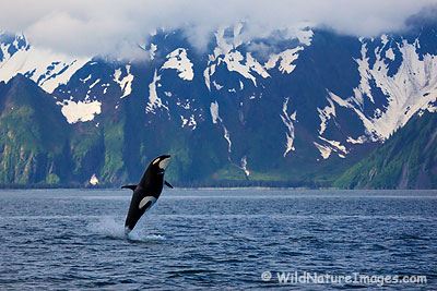Orca