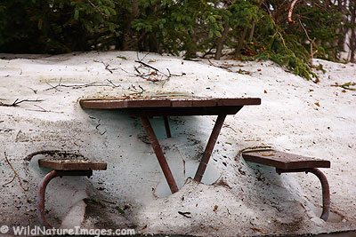 Teklanika Campground Aufeis