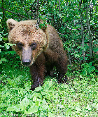 Brown Bear Close-up