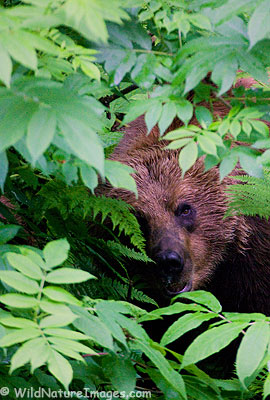 Brown Bear