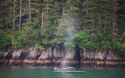 Humpback Whale Tail