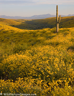 McDowell Mountain Regional Park Photos