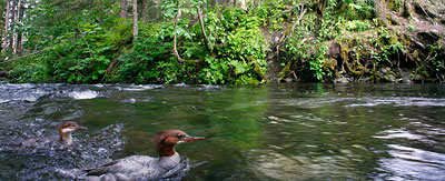 Mergansers
