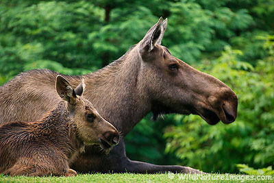 Moose