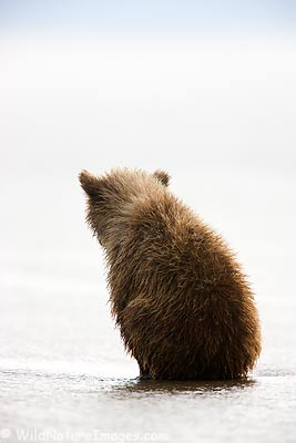 Bear cub