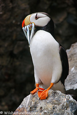 Puffin