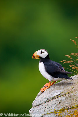 Puffin Photos