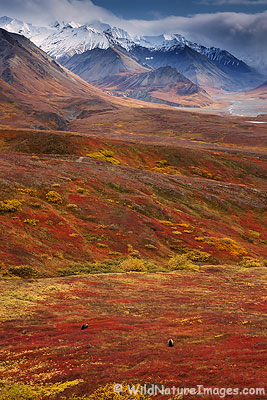 Bears, Denali National Park, Alaska