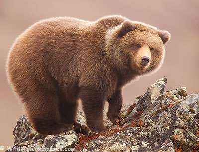 Another Grizzly Bear from last week in Denali National Park, Alaska.