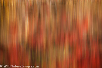 Fall Reflections