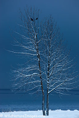 tree Snow covered tree along Resurrection Bay, Seward, Alaska.
