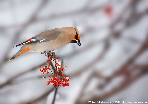 bohemian-waxwing Bohemian Waxwing in the Mountain Ash in our backyard, Seward, Alaska.