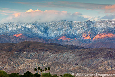 snow-palms Snow on the mountains rising above Anza-Borrego Desert State Park, California.